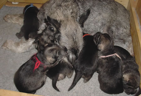 The girls in our 2nd T-litter, 1,5 weeks old