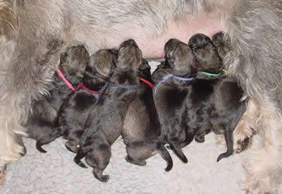 Newborn puppies