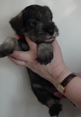 The puppies are resting and growing!