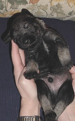 The puppies are resting and growing!