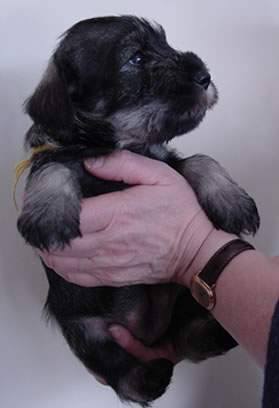 The girls in our 2nd T-litter, 1,5 weeks old