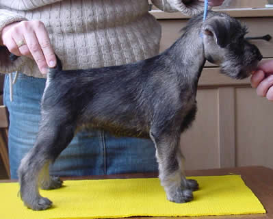 The boys in our 2nd T-litter, 1,5 weeks old