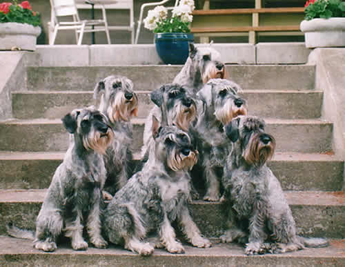 Argenta's home-schnauzers in Summer 2002