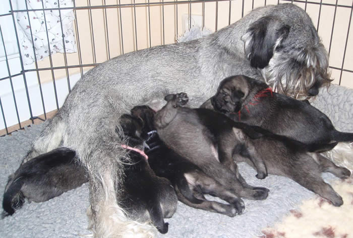 Zina and her pups