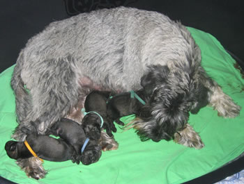Eip&auml;'s Cuhuut and her newborn puppies