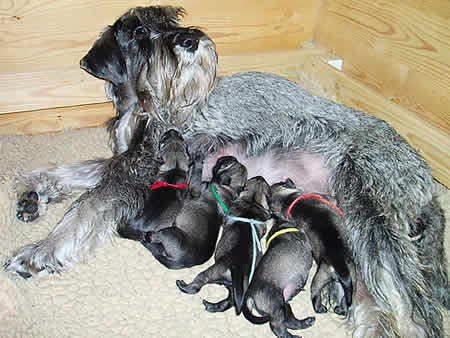 Tove and her newborn puppies!