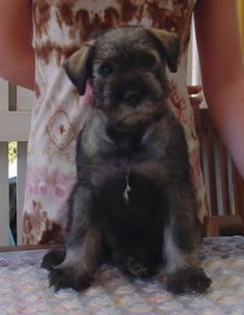 Argenta's Xolitaire 8 weeks