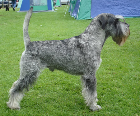 Argenta's Yackson