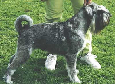 Ch Argenta's Yeoman Yankee