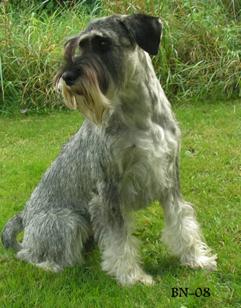 Zina