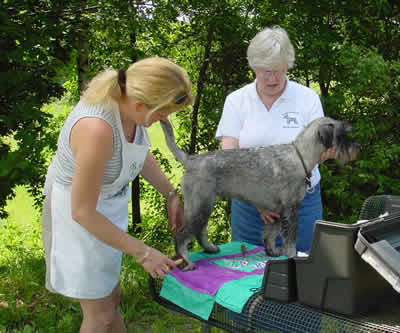 Gunilla and Birgitta are grooming Phoebe 