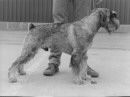 Swe Ch Argenta's Benjamin