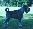 Swe Ch Argenta's Chevalier