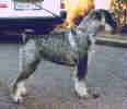 Swe & Norw Ch  Argenta's Deborah