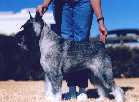 Am Ch Argenta's Donie Delagardie 