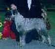 Swe & Norw Ch Argenta's Dulcinea