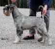 Swe & Dan Ch Argenta's Edwina