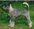 Swe Ch Argenta's Ernesth