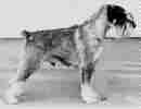 Swe Ch, KORAD (armydog mentality test) Argenta's Fleming