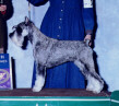 Am Ch Argenta's Freja Frodine