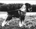 Int, Swe, Fin, Dk & Norw Ch, Swe Winner '91, Nordic Winner '91, LP, KORAD (armydog mentality test) Argenta's Griffith