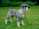 Int, Swe & Fin Ch Argenta's Galeena Giovanna