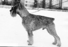 World Winner '90 Ch Argenta's Greve Gustav