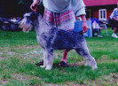 Swe Ch Argenta's Hamilton