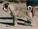 Swe, Dan, Fin  & Norw Ch,  LP, KORAD (armydog mentality test) Argenta's Hercules