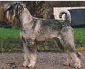 Swe, Dan & Norw  Ch Argenta's Imelda