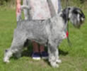 Swe Ch Argenta's Imperia