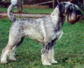 Swe & Norw Ch Argenta's Nova Noelle
