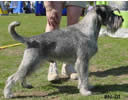 Swe Ch, KORAD (armydog mentality test)  Argenta's Jeffersson