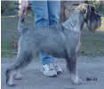Swe & Fin Ch Argenta's Jezebel