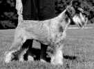 Swe Ch Argenta's Kimberley