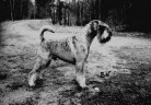Swe Ch Argenta's Nicholas