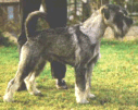 Swe Ch Argenta's O'Ryan