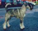 Swe, Dan & Norw Ch, Swe Elite Obedience Ch, KORAD  (armydog mentality test)  Argenta's Orwille