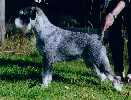 Swe Ch, LP Argenta's Ottilia 