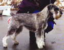 Fin Ch Argenta's PollyAnna