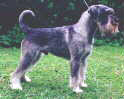 Swe & Norw Ch, Swe Army Guard Dog, LP Argenta's Prescott