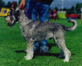 Swe Obedience Ch, LP Argenta's Sgt Pepper 