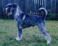 Swe Ch, LP Argenta's Percival 