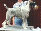 Int, Swe, Norw & Dk Ch Argenta's Qlaudia