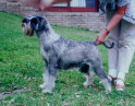South African Ch Argenta's Qamomill