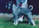 Swe &  Fin Ch Argenta's Qrispin