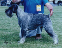 Australian Ch Argenta's Riddar Rimfrost