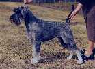 Swe & Norw Ch, Swe Agility Ch  Argenta's Trinity
