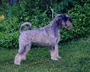 Swe Ch Argenta's Ultima
