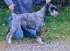 Swe & Norw Ch Argenta's Xindhra
